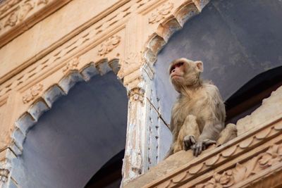 Low angle view of monkey sitting on building