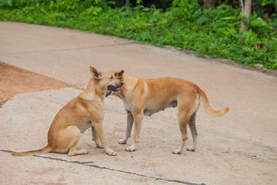 Side view of two cats