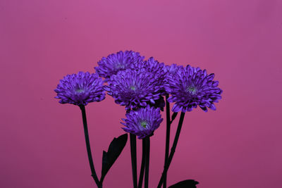 Close-up of purple flowers against pink background