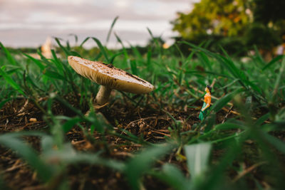 Close-up of mushroom growing on field