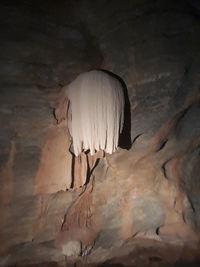 Side view of a bird on rock