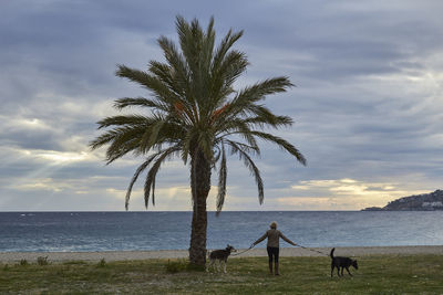 Palm tree by sea against sky