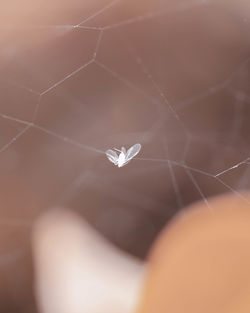 Close-up of spider web on plant