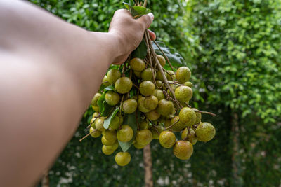 Cropped image of hand holding longan