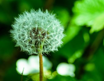 Close-up of dandelion