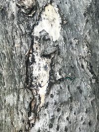 Full frame shot of tree trunk