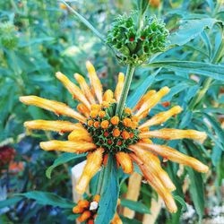 Close-up of flower blooming outdoors