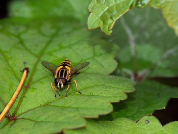 Close-up of insect on leaf