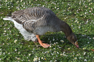 High angle view of bird on land