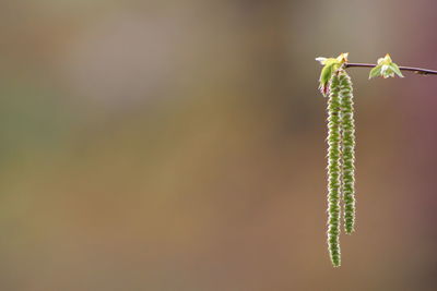 Close-up of insect on plant