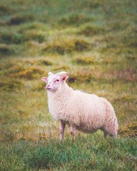 Sheep in a field