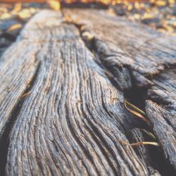 Close-up of tree trunk