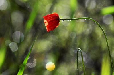 Close-up of wet red flower on plant