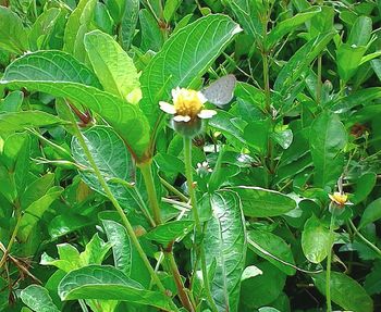 Close-up of green flowers blooming outdoors