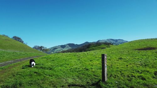 Scenic view of grassy field against cloudy sky