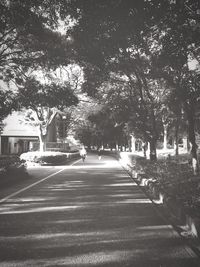 Empty road along trees