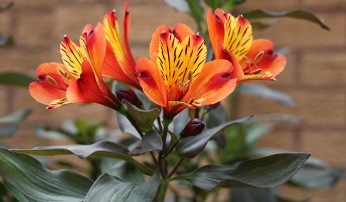 Close-up of day lily blooming outdoors
