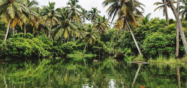 Scenic view of palm trees by lake