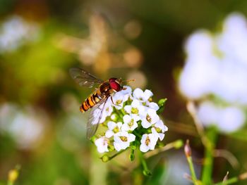 Syrphidae - hoverfly - schwebfliege