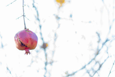 Low angle view of fruits on tree