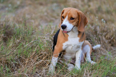 Dog looking away on field