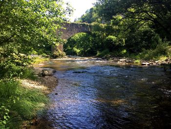 River amidst trees in forest against sky