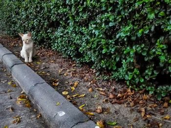 Cat sitting on stone wall