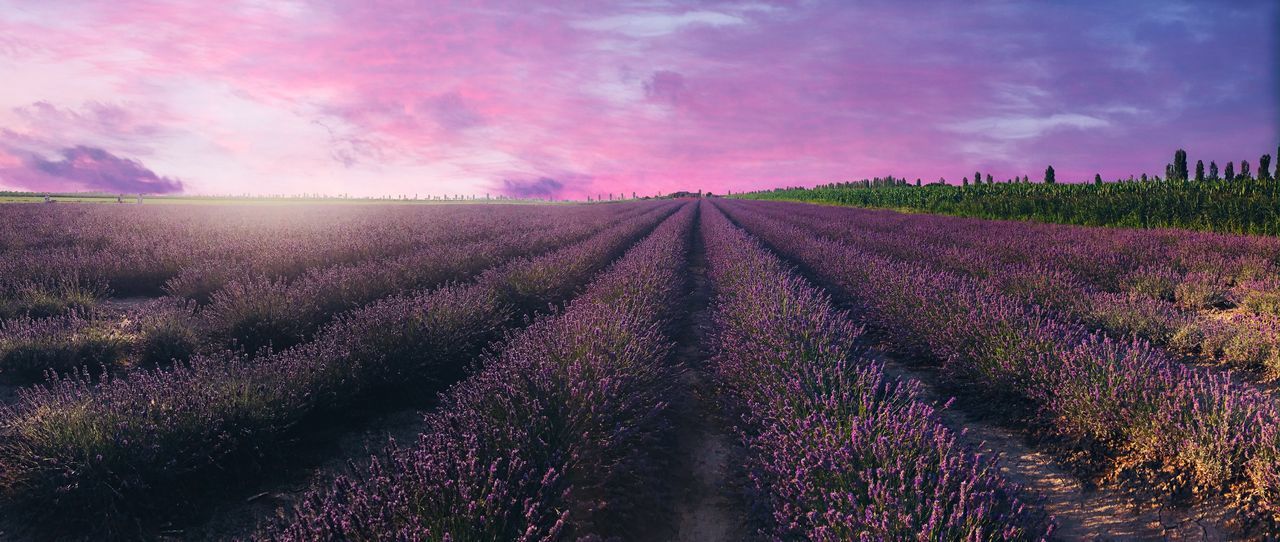 VIEW OF LAVENDER FIELD AGAINST SKY