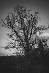 Close-up of silhouette tree against sky