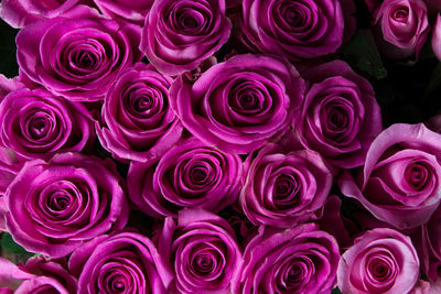 Full frame shot of pink flowers