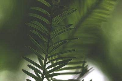 Close-up of palm tree leaves