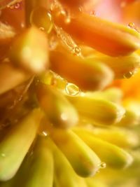 Macro shot of yellow flower