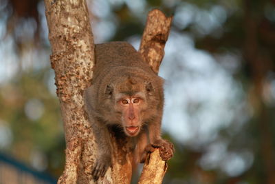 Portrait of tree trunk