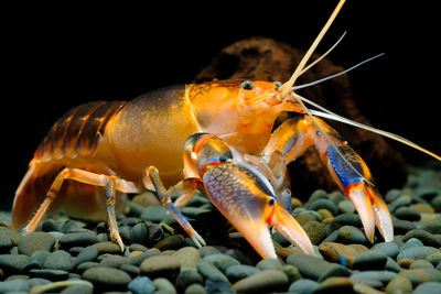 Close-up of crab on rock