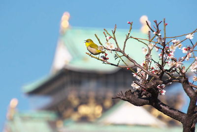 Low angle view of bird on blossom