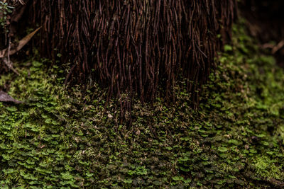 Close-up of tree trunk in forest