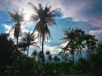 Low angle view of coconut palm trees against sky