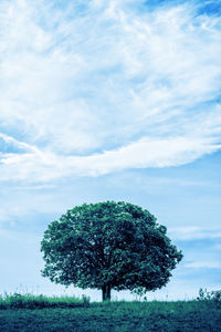 Tree on field against sky