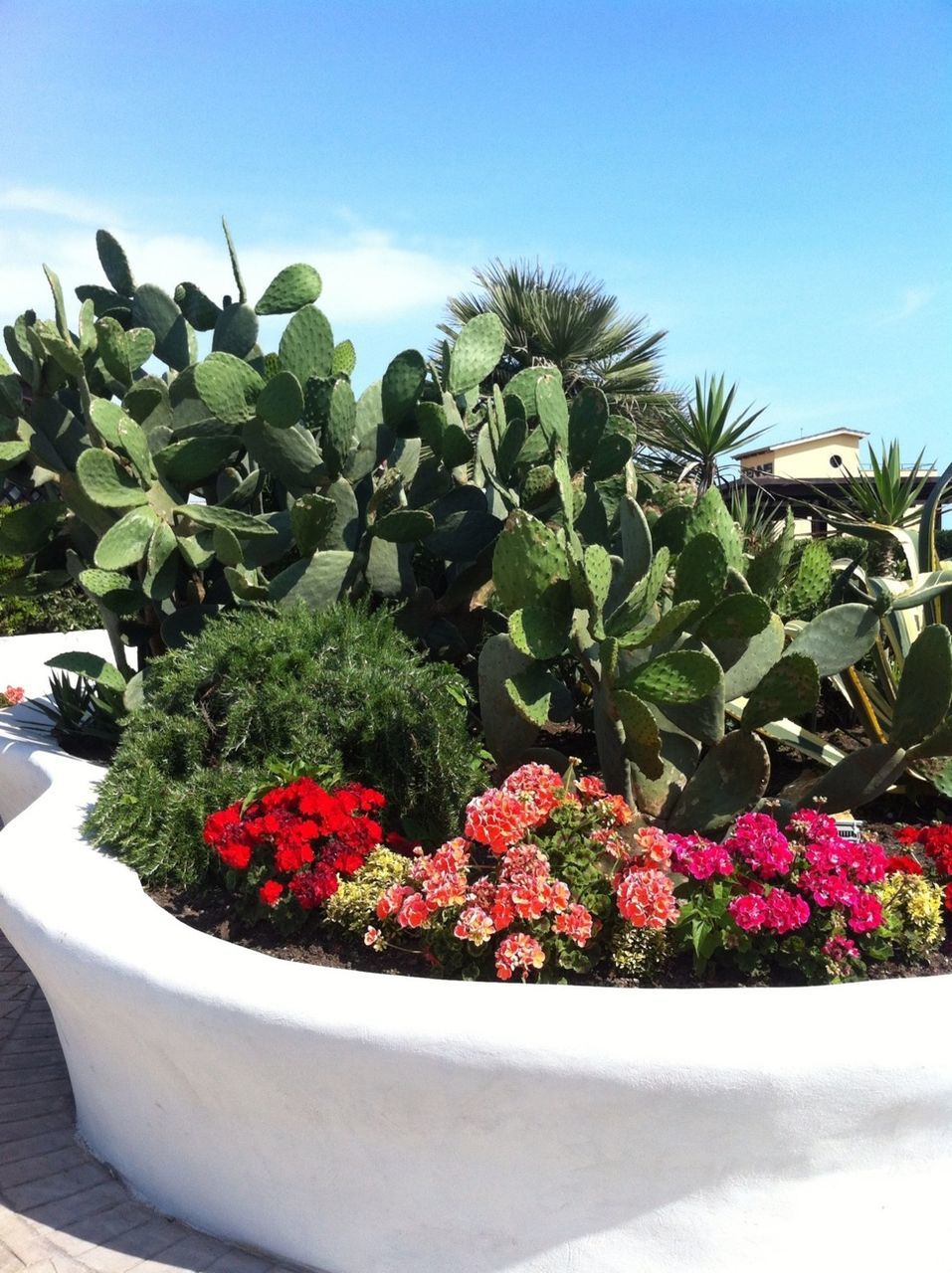 flower, growth, plant, freshness, potted plant, tree, nature, fragility, leaf, beauty in nature, green color, flower pot, clear sky, growing, sunlight, blooming, day, sky, in bloom, outdoors