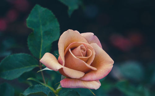 Close-up of rose against blurred background