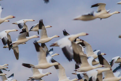 Low angle view of seagulls flying in sky