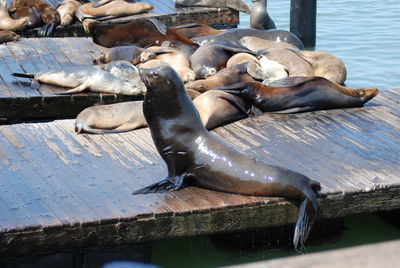 High angle view of sealion resting on pier