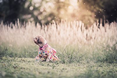 Dog in a field