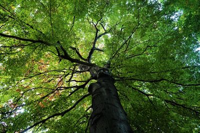 Low angle view of tree against sky