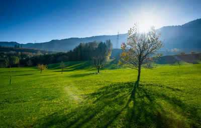 Scenic view of field against sky