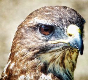 Eagle closeup