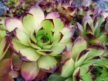 Full frame shot of succulent plant