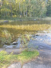 Scenic view of lake in forest