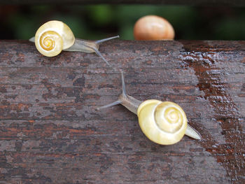 Close-up of snail on wooden table