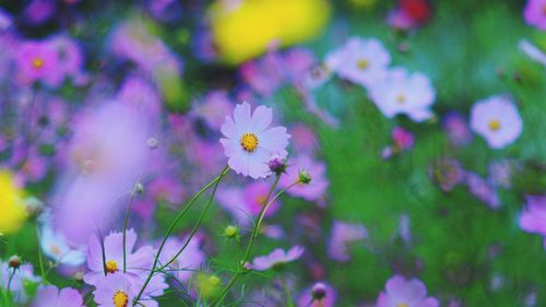 Close-up of pink flowers blooming outdoors